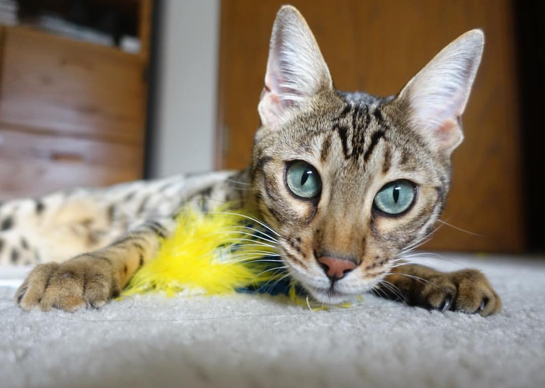 开云体育网页版入口-世界乒乓球锦标赛中国队包揽男女单打冠军,世界乒乓球锦标赛中国参赛